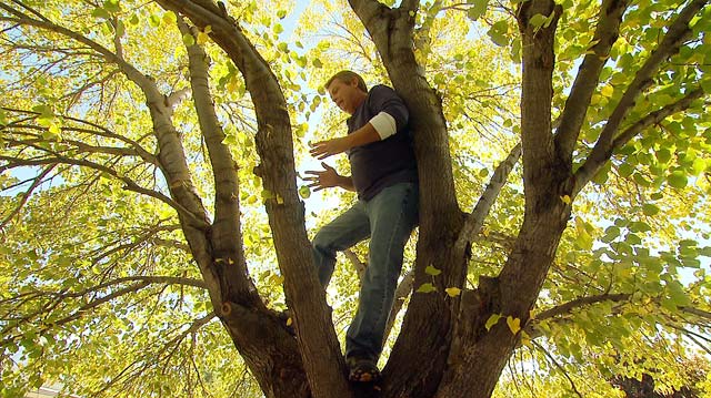Allen Lyle in tree selecting limbs to cut down