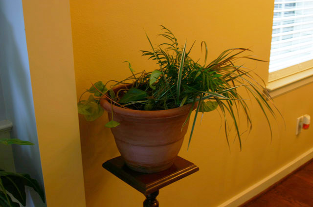 terra cotta plastic planter holding plant on stand in yellow room